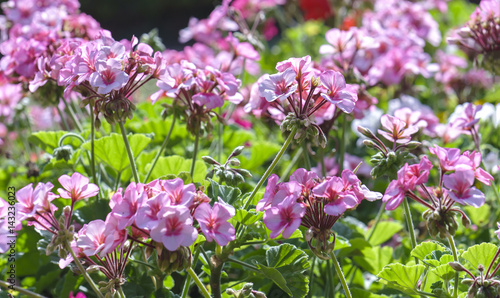 Fototapeta Naklejka Na Ścianę i Meble -  Geranium Flower blooming colorful pink, white, purple, in the garden in spring weather greeted the beautiful new day