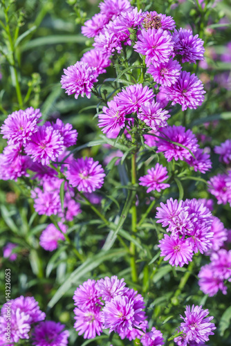 Daisies bloom in the garden on a sunny morning