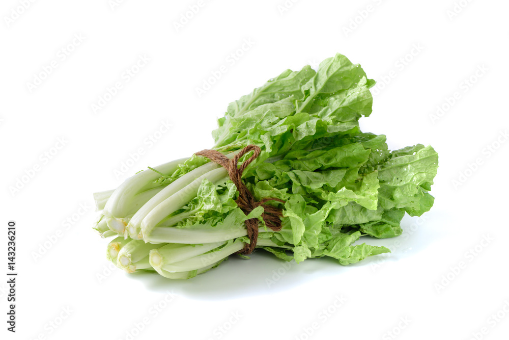 fresh Chinese Cabbage isolated on white background fresh Chinese Cabbage isolated on white background