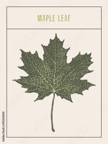 High detailed vector maple leaf drawn sketch