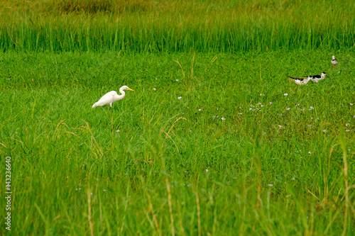 the white bird Great Egret Ciconiiformes in green meadow field