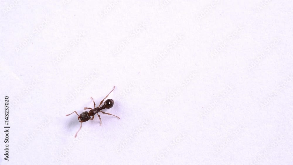 Ants insects walks on white background Ants insects walks on white background