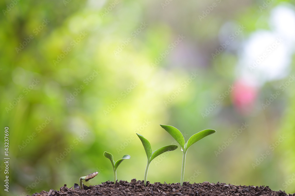 Plant Plant