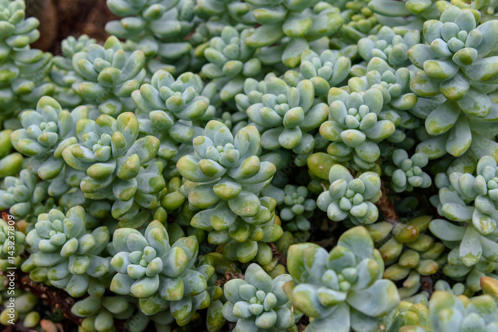 Healthy succulents growing indoors in a greenhouse Healthy succulents growing indoors in a greenhouse