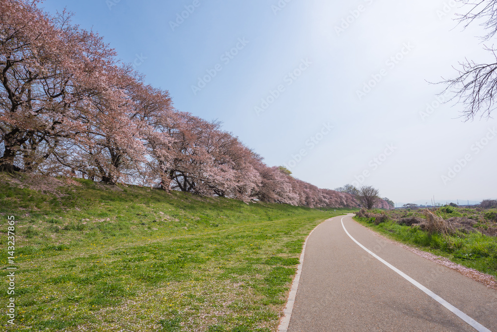 Fototapeta premium Japanese spring scenic with cherry blossom.