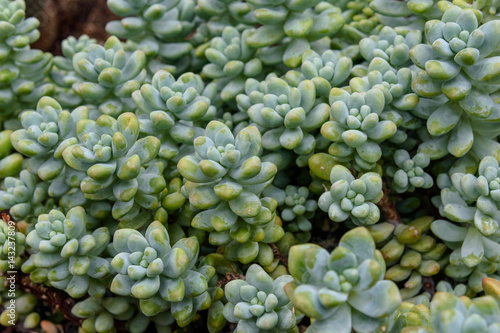 Healthy succulents growing indoors in a greenhouse