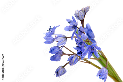 First spring flowers isolated on white background.