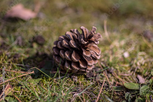 Single pinecone on the forest floor