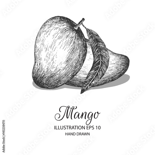 Mango hand drawn illustration by ink and pen sketch. Can be adapted for natural or organic fruit product and health care goods.  