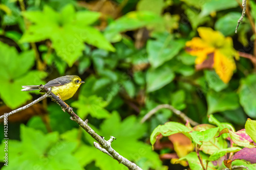 Yellow-bellied Fairy-flycatcher photo