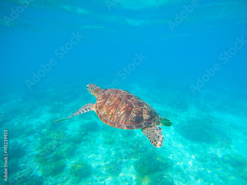 Green turtle swim in blue sea water. Snorkeling with tortoise. © Elya.Q