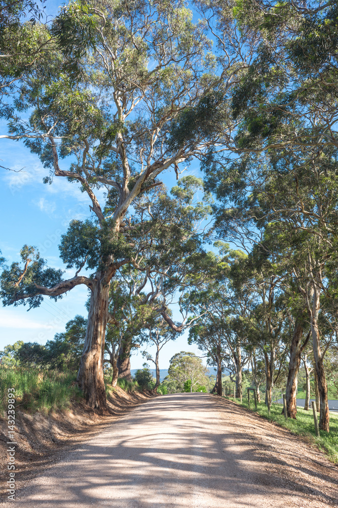 country road in rural australia, with tall old gum trees country road in rural australia, with tall old gum trees