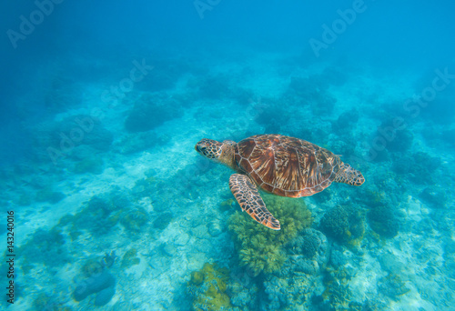 Sea turtle in water. Exotic island seaside environment in sea lagoon. © Elya.Q