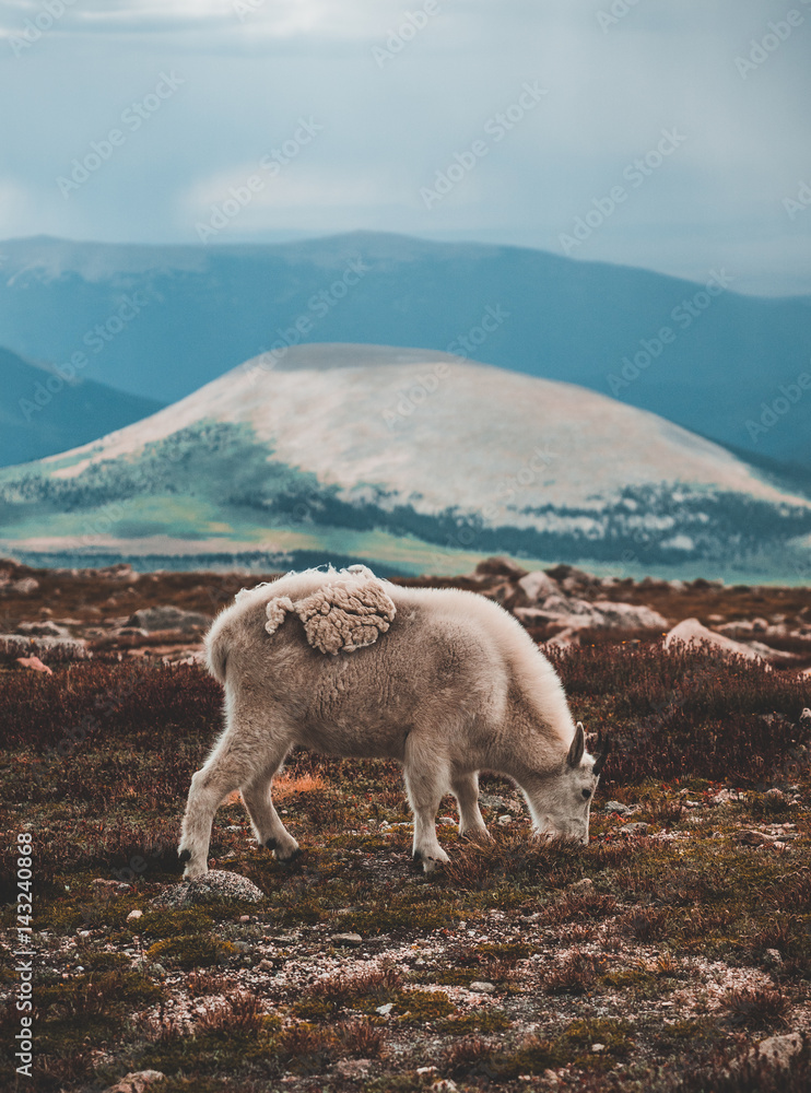 Obraz premium Mountain Goat roaming and eating