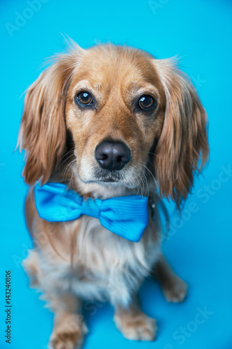 Puppy with bow tie on a blue backdrop