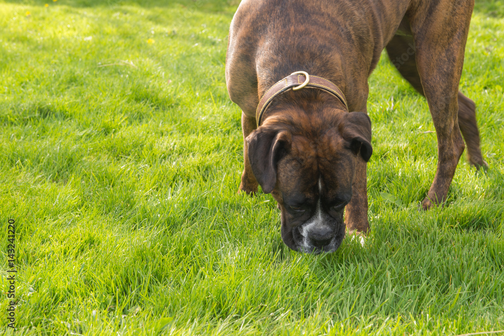 Brindle Boxer dog sniffing at green grass Brindle Boxer dog sniffing at green grass