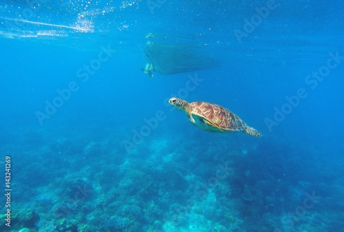 Green turtle in seawater above coral reef. Marine animal in wild nature