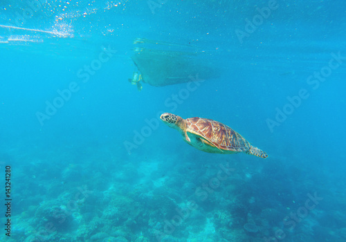 Sea turtle in seawater above coral reef. Marine animal in wild nature.