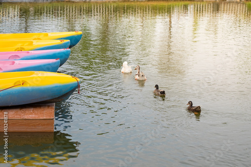 Row of ducks swimming in lake.