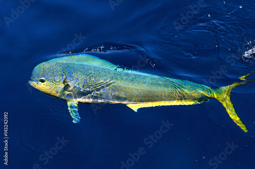 Mahi Mahi in full color