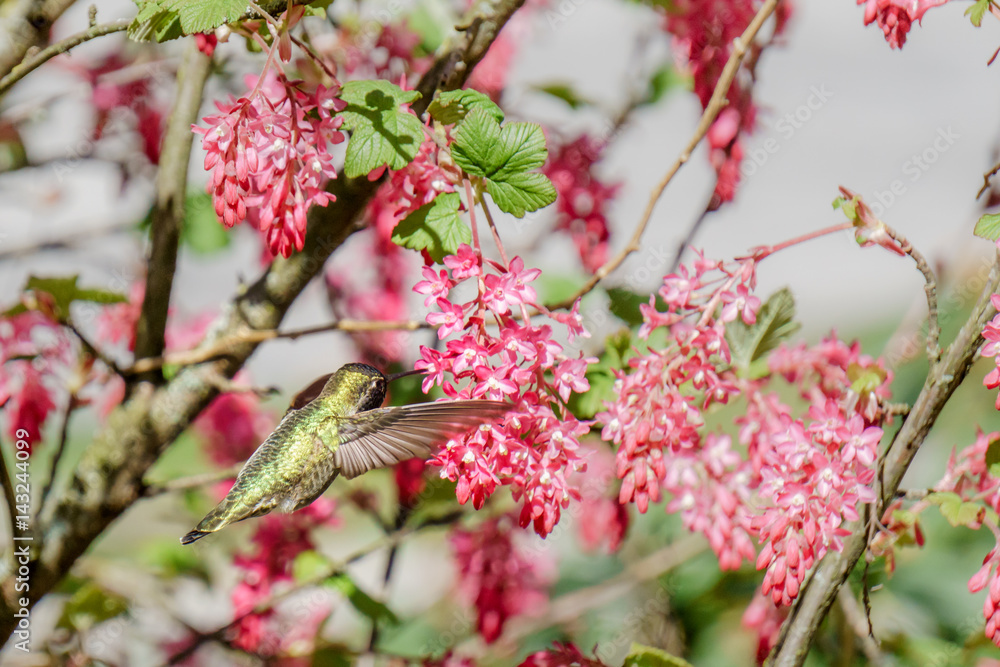 green hummingbird bird near the flowers on blury background green hummingbird bird near the flowers on blury background