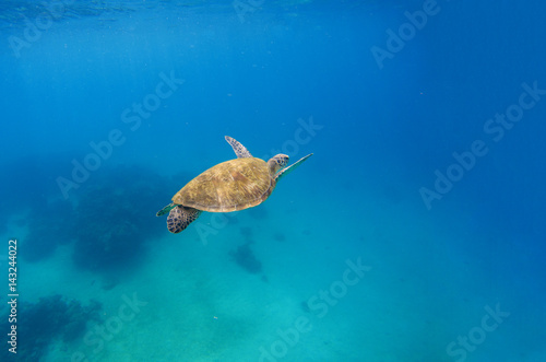 Green turtle dives in blue sea water. Sea landscape with tortoise.