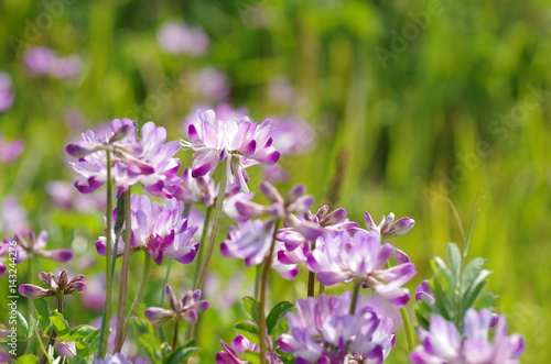 Chinese milk vetch