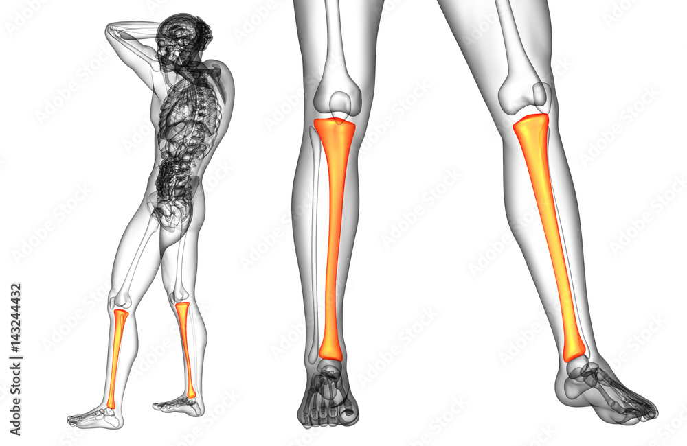 3d rendering medical illustration of the tibia bone 3d rendering medical illustration of the tibia bone
