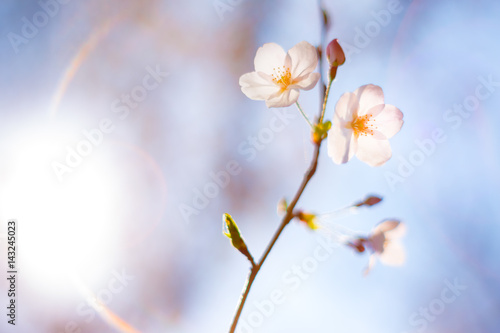 桜 © patchii
