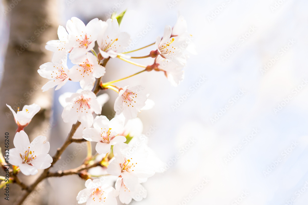 桜　小彼岸桜