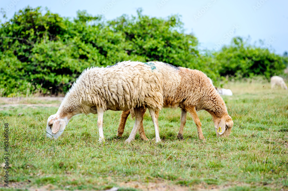 The sheeps are eating grass on fileds in Ninh Thuan province, Vietnam The sheeps are eating grass on fileds in Ninh Thuan province, Vietnam