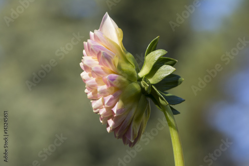 Side View, Small Glenmarc Sophie Dahlias photo