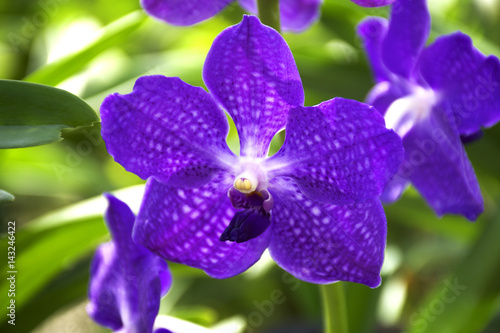 Purple Orchid [Vanda] in the garden 