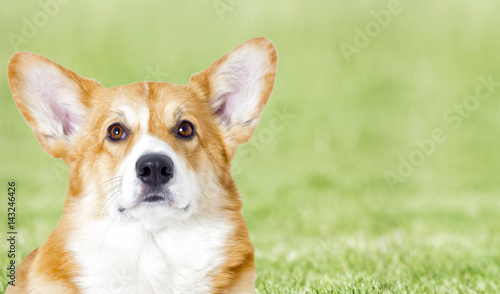 dog looking On the green grass