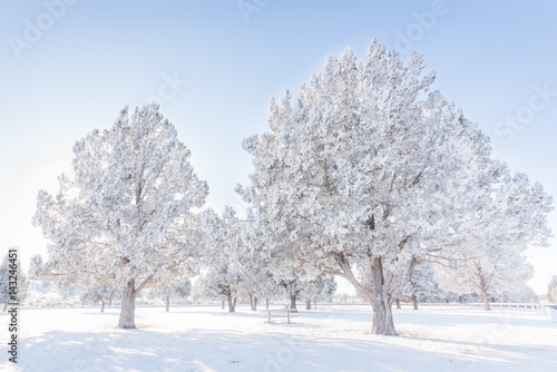 Snow Trees © zjiab
