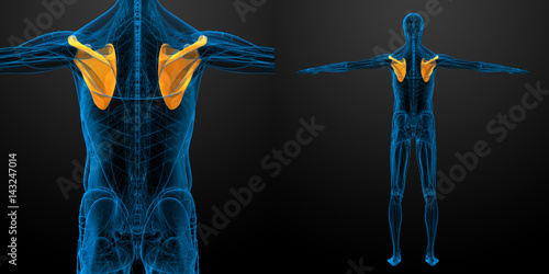 3d rendering medical illustration of the scapula bone