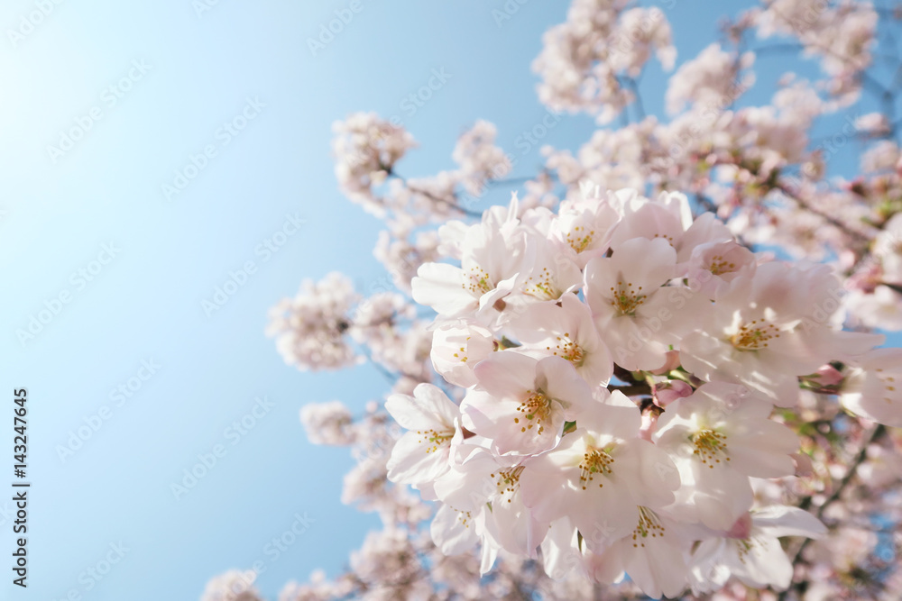 桜と空の春風景