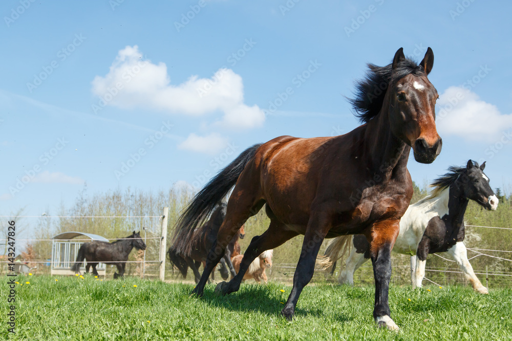 Aufgalopp Aufgalopp