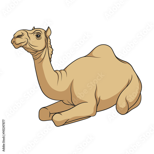 Color vector image of a camel. Isolated object on a white background.