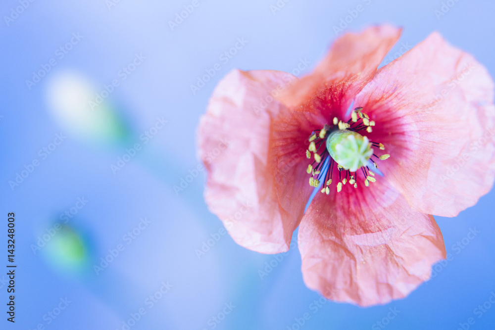 青背景にケシの花 ソフトフォーカス Stock Photo Adobe Stock 青背景にケシの花 ソフトフォーカス Stock Photo Adobe Stock
