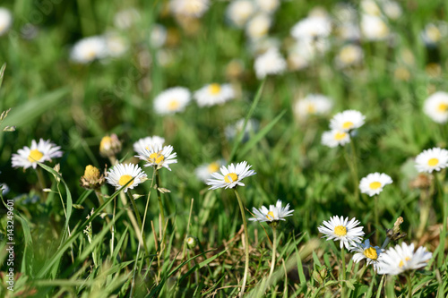 The concept of macro beauty of flowers XXVII / The colorful beauty of nature