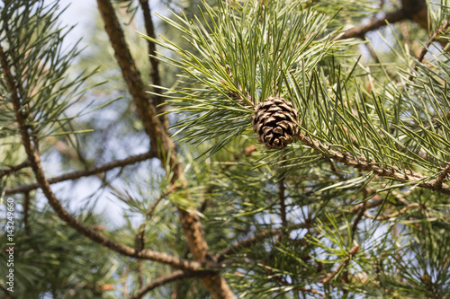 Opening on pine cone.