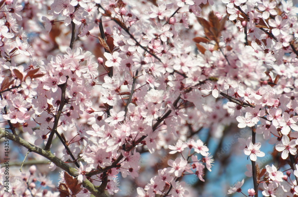 Fototapeta premium Voller, rosaroter und japanischer Kirschblütezauber, Anfang April an einem wunderschönen Frühligstag