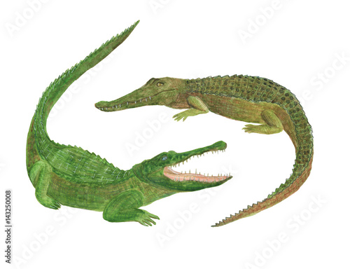 Watercolor painting crocodiles set isolated on white