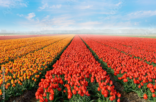 Quadro su tela tulip field with sky