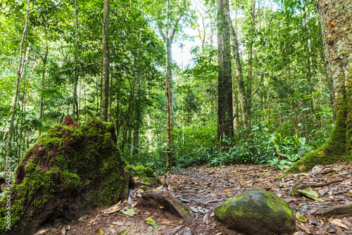 Moss and Evergreen forest