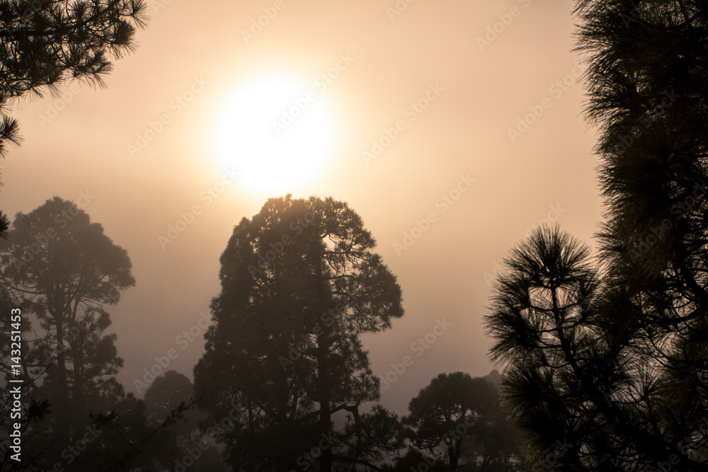 Obraz premium Sunset over misty pine tree forest