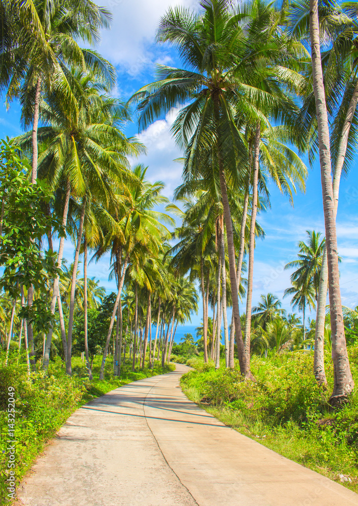 Tropical island traveling landscape. Empty road and palm trees.