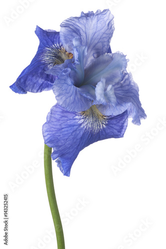 Fototapeta Naklejka Na Ścianę i Meble -  iris flower isolated