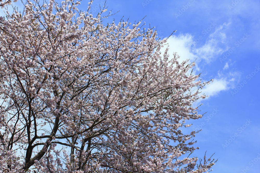 Cherry Blossoms at Takagi-gawa River in Matsushima 宮城県 高城川の桜並木 Cherry Blossoms at Takagi-gawa River in Matsushima 宮城県 高城川の桜並木